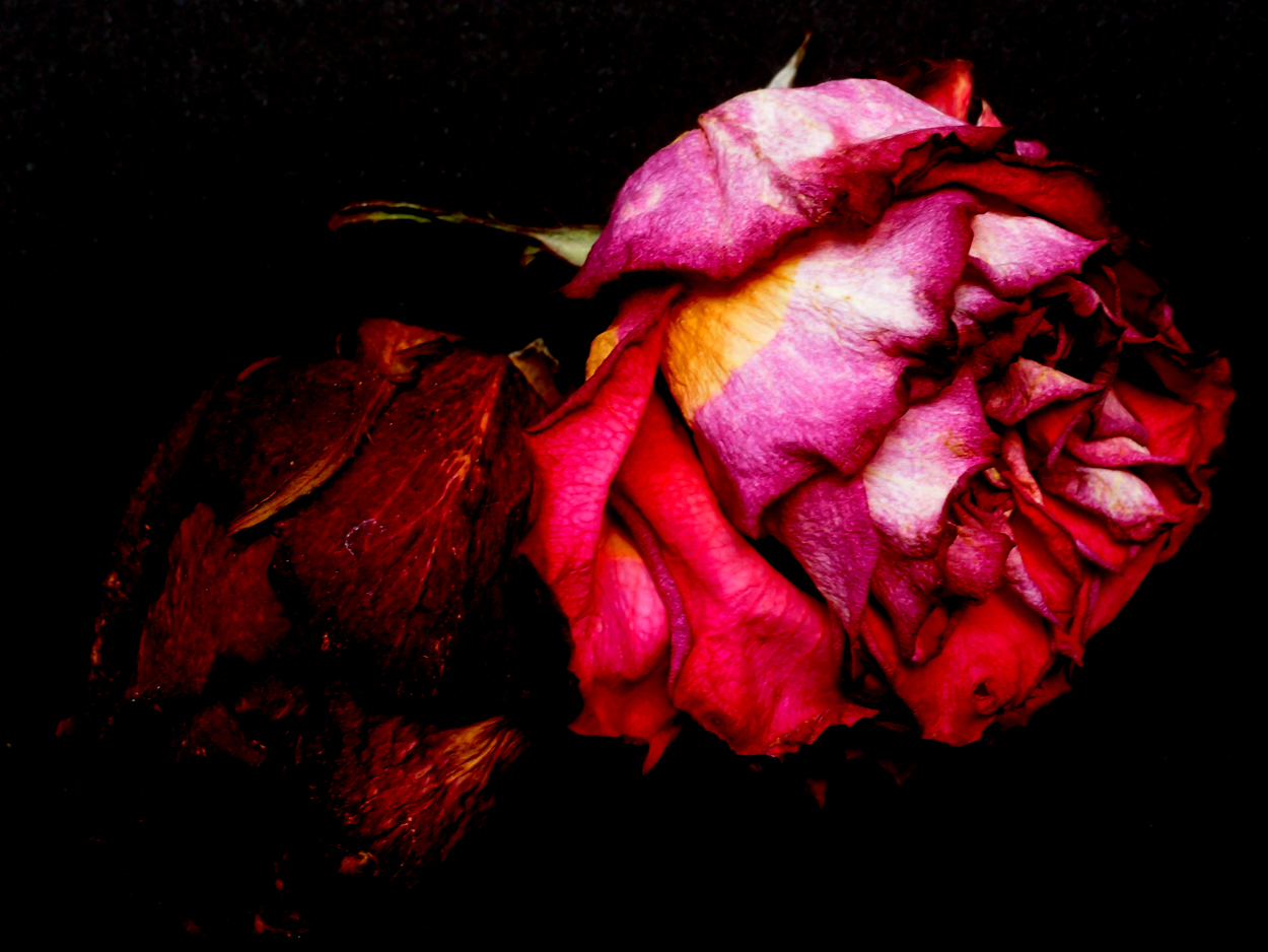 2018-03-08 Budded Roses